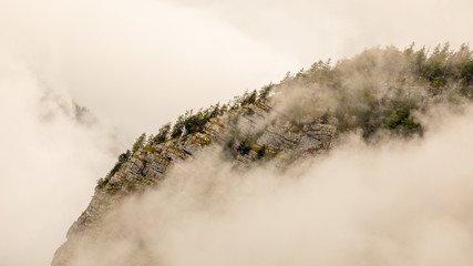 Mountain trees