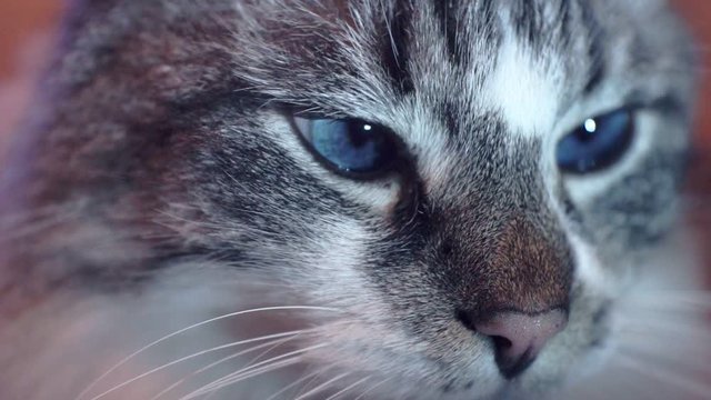 funny blue-eyed cat.close-up portrait. shallow depth of field