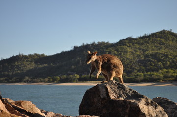 Allied Rock Wallaby, Petrogale assimilis.  Wild wallaby on the breakwater at Nelly Bay, Magnetic...