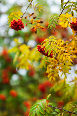 Bright red rowan berries on the branches of autumn trees in a city park.