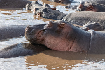 Herd of hippopotamus bathing, in the lake in Africa, during the day