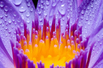 Macro yellow carpel of purple Lotus flower