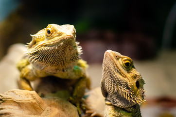Pogona vitticeps, the central (or inland) bearded dragon, is a species of agamid lizard occurring in a wide range of arid to semiarid regions of Australia.