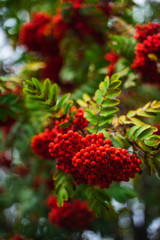 Bright red rowan berries on the branches of autumn trees in a city park. Nature. Сolors of autumn.