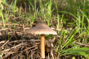 wild white mushroom growing among grass and land
