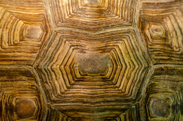 African spurred tortoise shell texture detail.