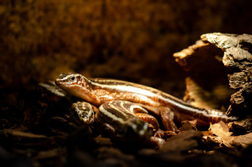 Zonosaurus quadrilineatus, the four-lined girdled lizard.