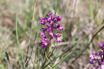 orchidea fiorita al Parco dei Sassi di Roccamalatina