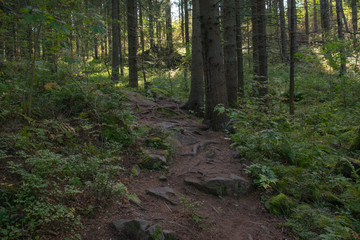 path with stones in the forest