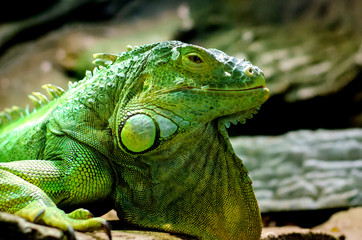 The green iguana (Iguana iguana), also known as the American iguana.