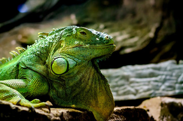 The green iguana (Iguana iguana), also known as the American iguana.