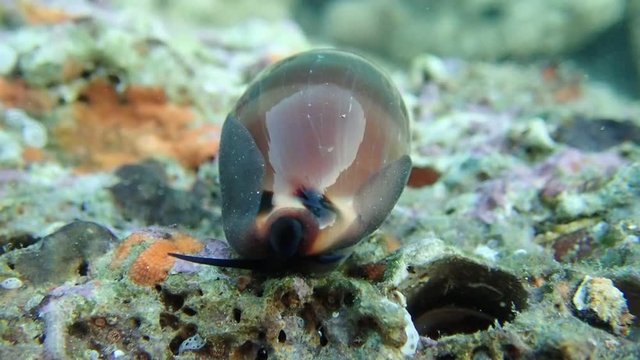 Video of Cypraea lurida sea snail - Luria lurida