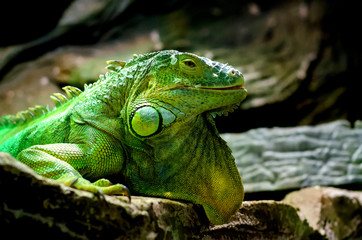 The green iguana (Iguana iguana), also known as the American iguana.