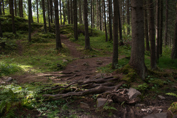 path in the forest