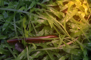 Millipedes walks into the grass to hide ,selective focus,topview