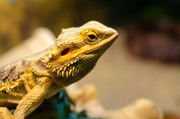Pogona vitticeps, the central (or inland) bearded dragon, is a species of agamid lizard occurring in a wide range of arid to semiarid regions of Australia.