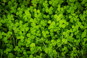 green dark background. Plant and herb texture. background with green clover leaves for Saint Patrick's day