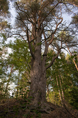 tree in the forest