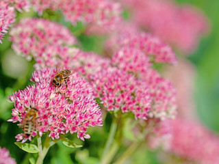 Blühende Große Fetthenne mit Bienen
