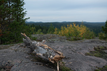 old tree trunk on the mountain with a view on the forest