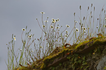 White daisies growing on moss covered old stone wall with sky background. Natural flora background