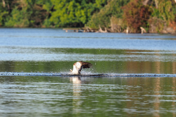 Fototapeta premium Fischadler