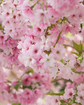 Cherry Blossom, Sakura. A metaphor of the ephemeral nature of life. Photo for interior and background. Vertical