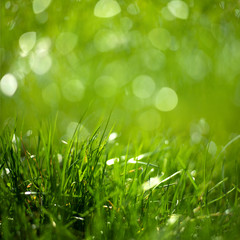 Beauty healthy backgrounds with foliage, green grass and bokeh