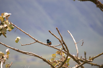 Superb Starling