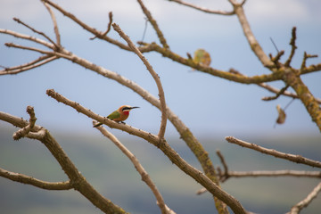White-fronted bee-eater