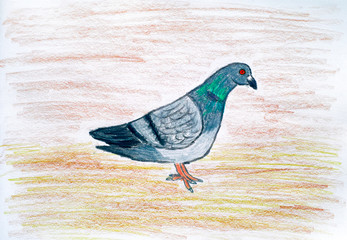 Pigeon. Pencil hand drawing.