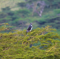 Augur Buzzard