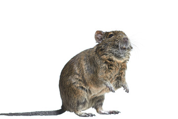 rodent degu isolated on white background. He stands on his hind legs. Studio shot, close-up.