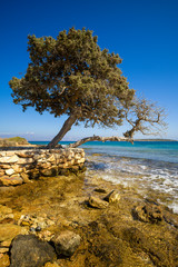 Fototapeta na wymiar Paros - Kykladen - Parikia - einzelner Baum am Strand