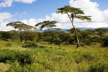 African trees 