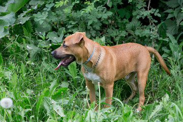 Cute american pit bull terrier puppy is standing on a green grass in the park. Pet animals.