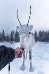 Feeding reindeer in Finnish Lapland.
