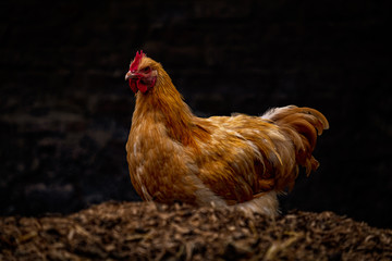 Golden Chicken with dark background