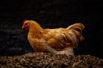 Golden Chicken with dark background