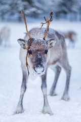 Sad looking reindeer staring at camera in wintry Lapland