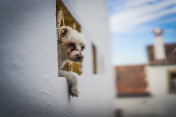 Portugal - ein Hund bewacht seinen Balkon