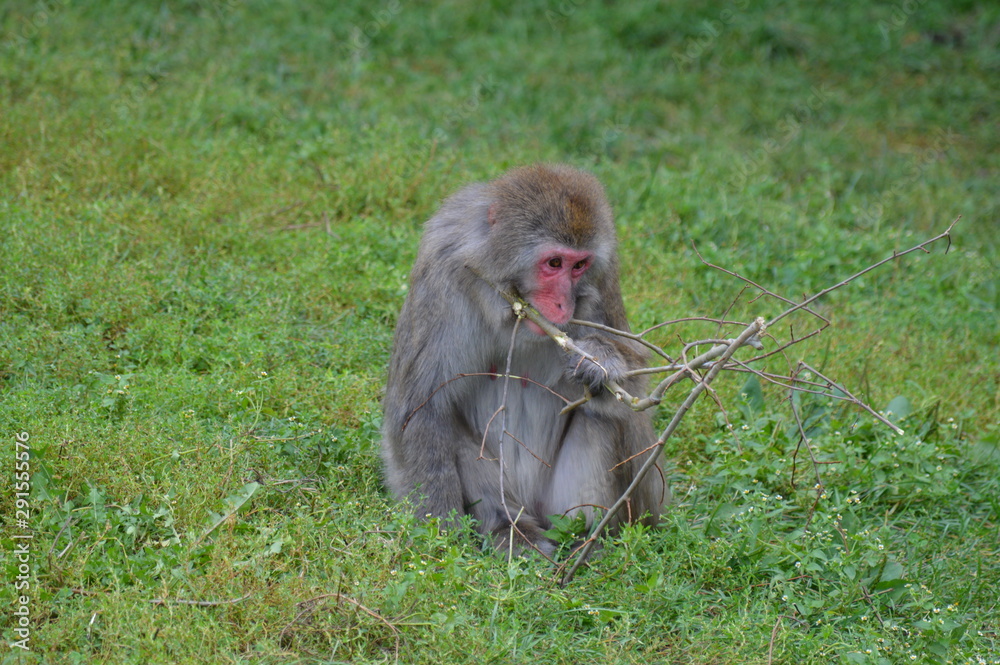 Poster Snow monkey in the outdoors