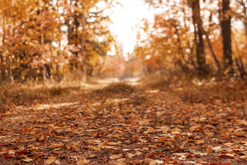 A rural road in the autumn forest is covered with fallen leaves.