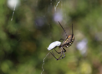 Banded garden spider (Argiope trifasciata) sucks out the victim