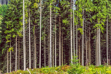 Coniferous forest, Babia hora, Orava, Slovakia