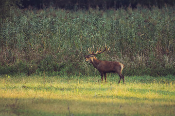 Naklejka na ściany i meble Adult male Red Deer roaring in natural environment during annual rut.