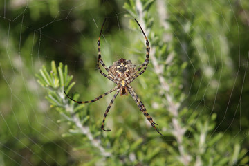 Spider Argiope lobata sits in the center of the web and waits a victim