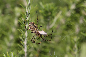 Spider Argiope lobata shrouds prey