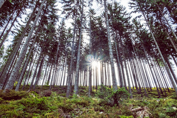 Coniferous forest, Babia hora, Orava, Slovakia