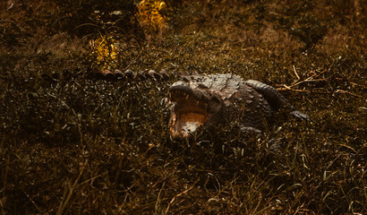 Crocodile in the wild